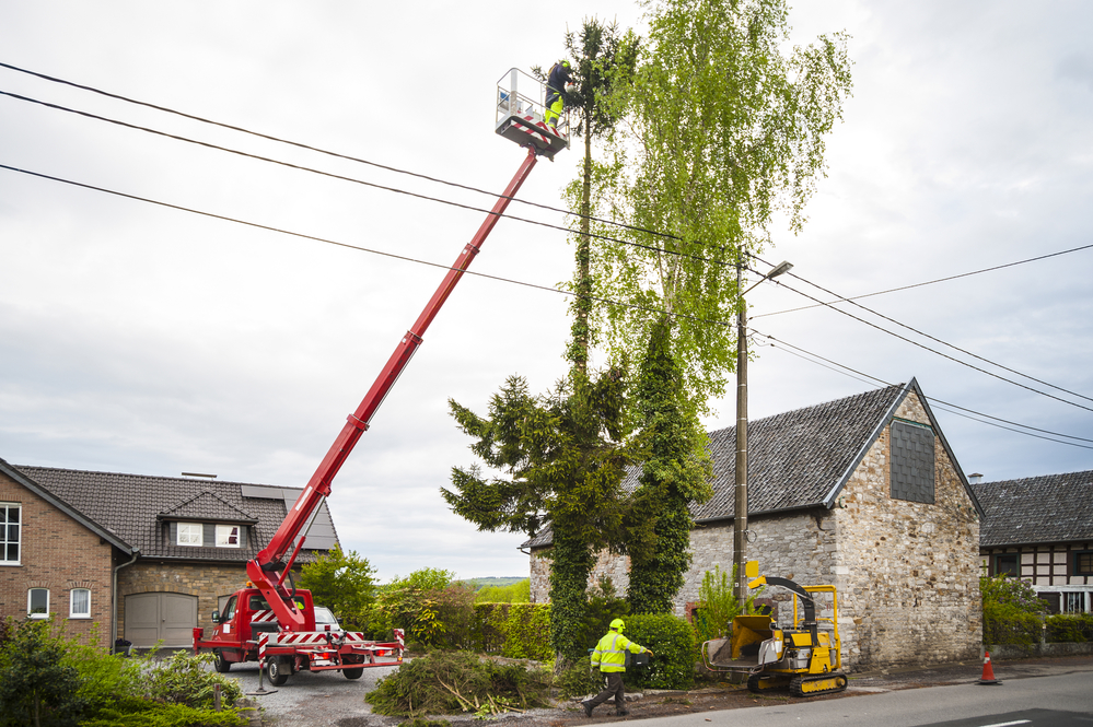 Tree Trimming in Downers Grove IL Illinois Tree Removal 60515